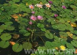 Auckland Gardens Pond