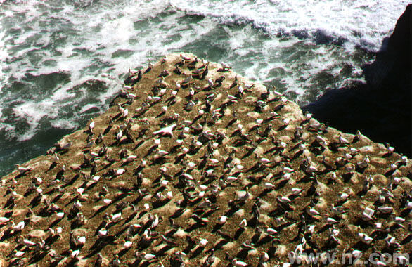 Muriwai: Gannets migration