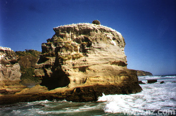 Muriwai: Island of seabirds.