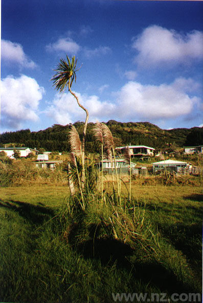 Te Henga: Batches (Cribs, summer homes)